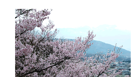春の信州 桜の名所 お花見特集 見応え度ランキング トップ10 信州ワイルドキャラバン